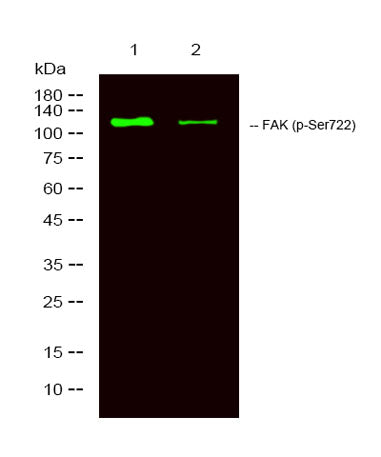 FAK (Phospho Ser722) rabbit pAb