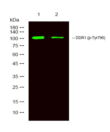 DDR1 (Phospho Tyr796) rabbit pAb
