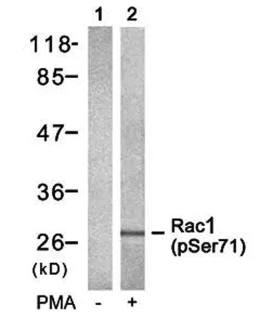 Rac1/CDC42 (Phospho Ser71) rabbit pAb