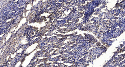 SIRT1 (GlcNAc D548) rabbit pAb