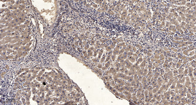 SIRT1 (phospho-Ser549) rabbit pAb