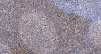 Proteasome α3 rabbit pAb