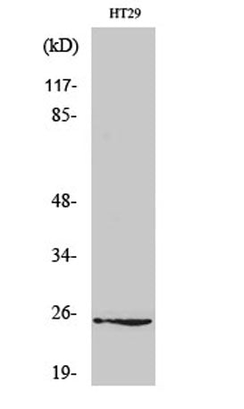 Connexin 25 rabbit pAb