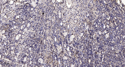 Thyroperoxidase rabbit pAb