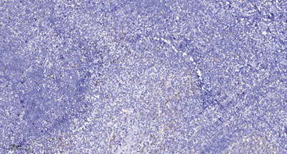 Prealbumin rabbit pAb