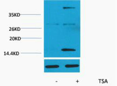 Histone H3 (Acetyl Lys4) rabbit pAb