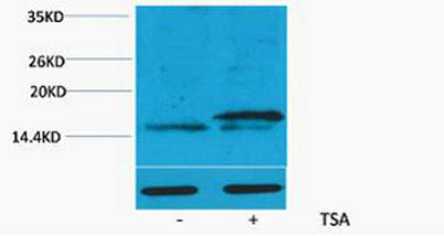 Histone H3 (Acetyl Lys36) rabbit pAb