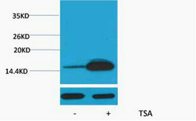 Histone H2B (Acetyl Lys12) rabbit pAb