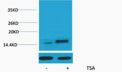 Histone H2A.Z (Acetyl Lys7) rabbit pAb
