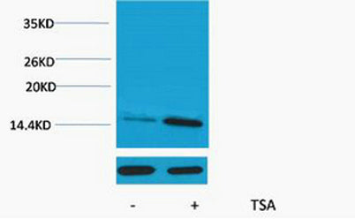Histone H2A (Acetyl Lys9) rabbit pAb