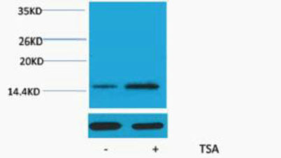 Histone H2A (Acetyl Lys15) rabbit pAb