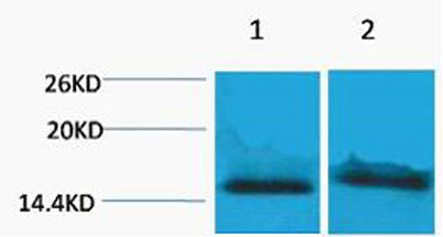 Histone H4 (Tri Methyl Lys59) rabbit pAb