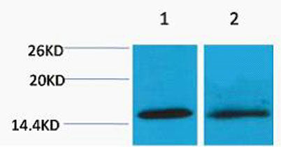 Histone H4 (Tri Methyl Lys20) rabbit pAb