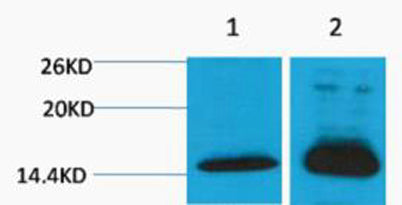 Histone H4 (Di Methyl Lys79) rabbit pAb