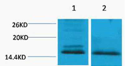 Histone H4 (Di Methyl Lys59) rabbit pAb