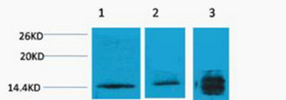 Histone H3 (Tri Methyl Lys4) rabbit pAb