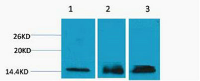 Histone H3 (Tri Methyl Lys36) rabbit pAb