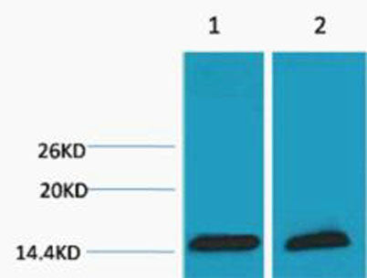 Histone H3 (Tri Methyl Lys18) rabbit pAb