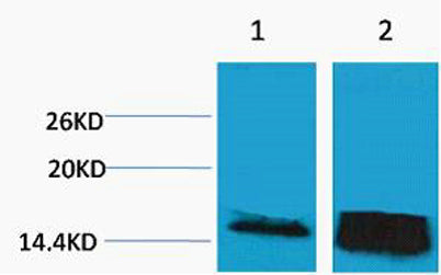 Histone H3 (Tri Methyl Lys14) rabbit pAb