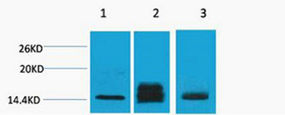 Histone H3 (Di Methyl Lys9) rabbit pAb