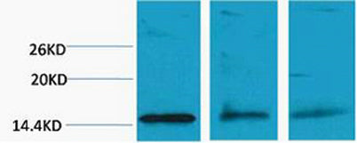 Histone H3 (Di Methyl Lys79) rabbit pAb