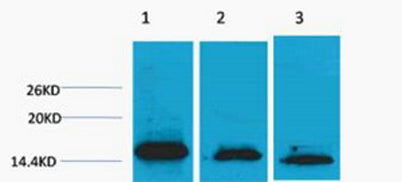 Histone H3 (Di Methyl Lys36) rabbit pAb