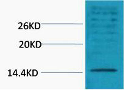 Histone H3 (Di Methyl Lys18) rabbit pAb