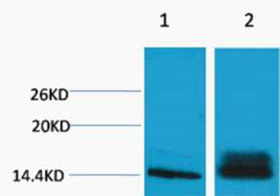 Histone H3 (Di Methyl Lys14) rabbit pAb