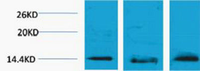Histone H2B (Tri Methyl Lys5) rabbit pAb