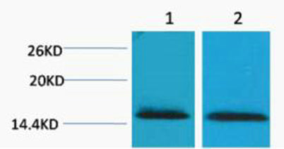 Histone H2B (Tri Methyl Lys43) rabbit pAb