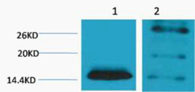 Histone H2B (Di Methyl Lys5) rabbit pAb