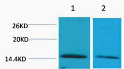 Histone H2B (Di Methyl Lys43) rabbit pAb