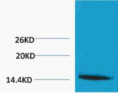 Histone H1 (Tri Methyl Lys25) rabbit pAb