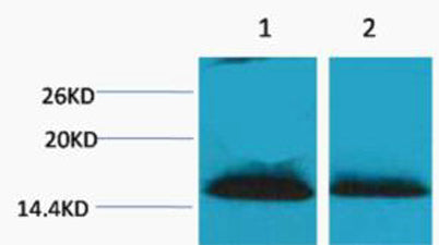 Histone H1 (Di Methyl Lys25) rabbit pAb