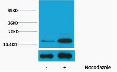 Histone H3 (Phospho Tyr41) rabbit pAb