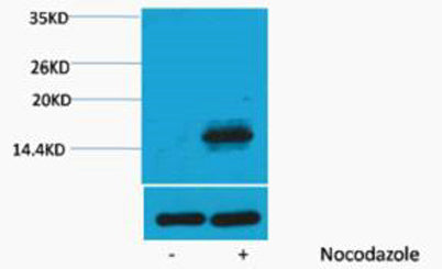 Histone H3 (Phospho Thr6) rabbit pAb