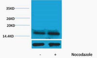 Histone H3 (Phospho Thr45) rabbit pAb