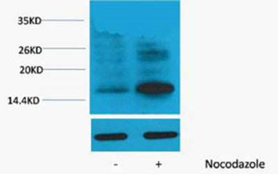 Histone H3 (Phospho Thr118) rabbit pAb