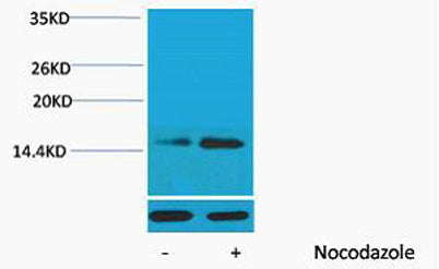 Histone H2B (Phospho Ser32) rabbit pAb