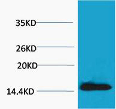 Histone H2A.X (Phospho Tyr142) rabbit pAb