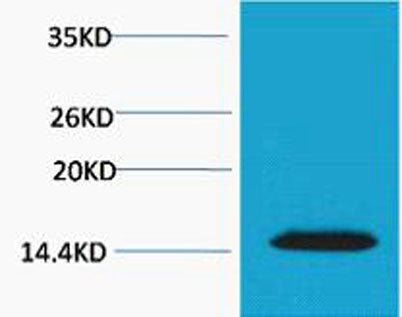 Histone H2A.X (Phospho Thr120) rabbit pAb