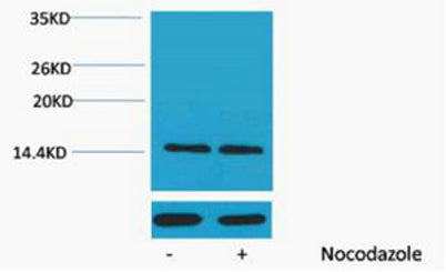 Histone H2A (Phospho Ser129) rabbit pAb