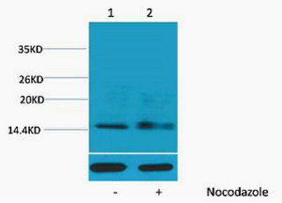Histone H1 (Phospho Ser1) rabbit pAb