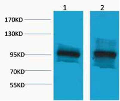 β-Catenin rabbit pAb