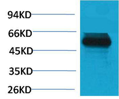 TRIM72 rabbit pAb
