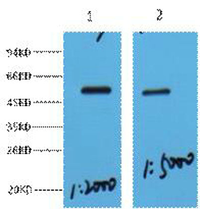 MeCP2 rabbit pAb