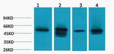 LDHD rabbit pAb