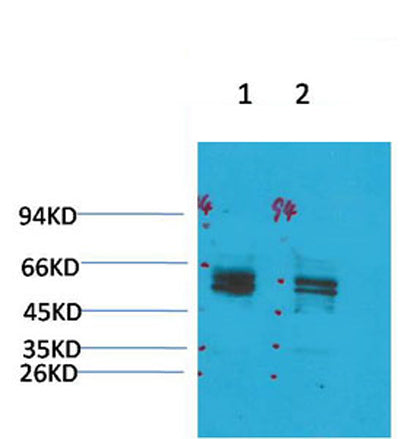 Kv11.1 rabbit pAb