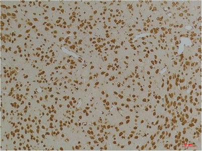 Kv10.1 rabbit pAb