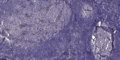 Kininogen 1 Rabbit rabbit pAb